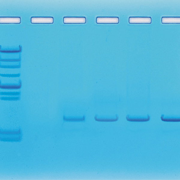 [과학쌤이오] 분자생물학 실험 PCR 실험세트