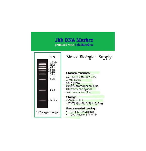 [과학쌤이오] 분자생물학 실험 DNA Marker (Ladder)