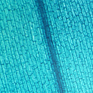 [과학쌤이오] 광합성 실험용 검정말 잎 슬라이드 표본