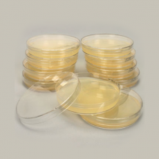 [과학쌤이오] Plasmid E.coli LB Broth Agar Plate