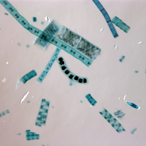 [과학쌤이오] 녹조류 염색 고정 슬라이드표본