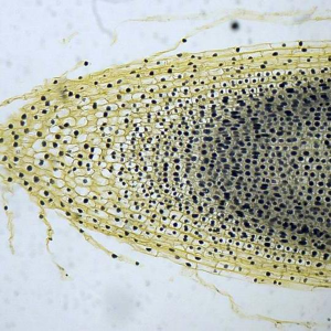 [과학쌤이오] 양파뿌리 종단 염색 슬라이드 표본