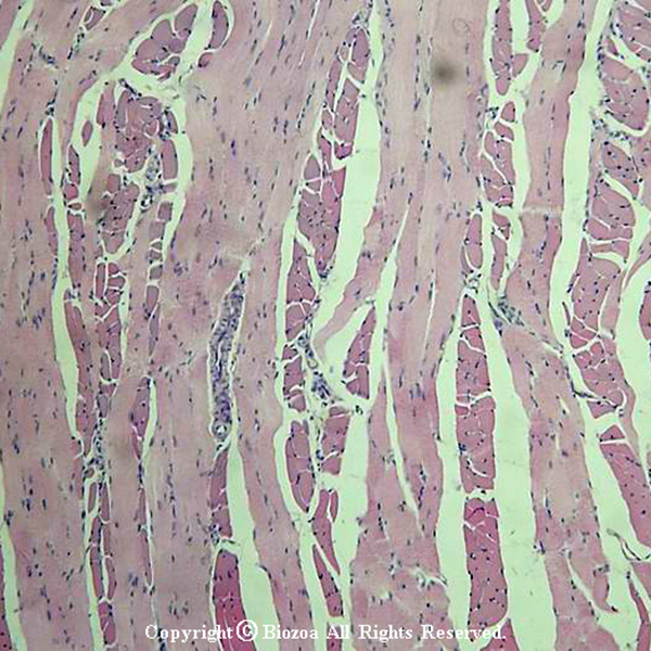 [과학쌤이오] 동물조직 골격근 슬라이드 표본