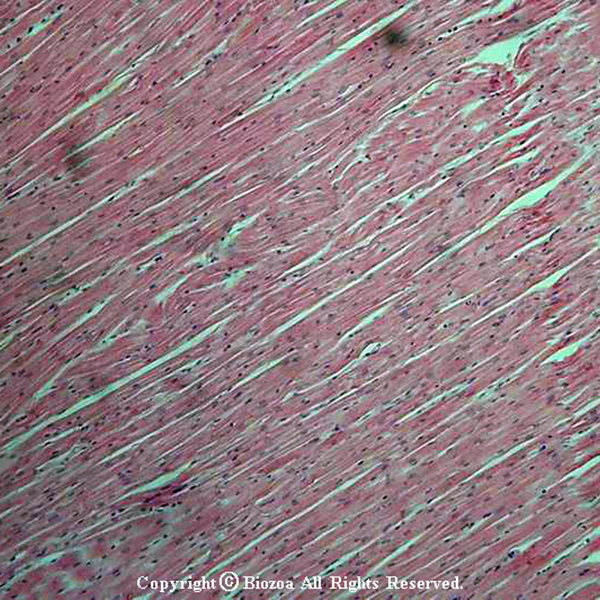 [과학쌤이오] 동물조직 심장근 슬라이드 표본