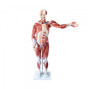 [과학쌤이오] 인체 전신 근육 모형 80cm 27분리 334