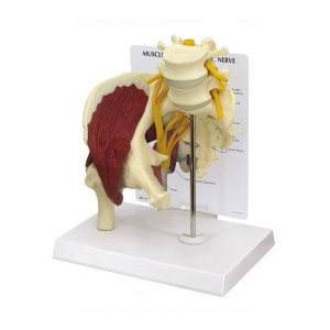 [과학쌤이오] 인체 힙관절 근육 좌골신경 모형 G1311