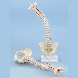 [과학쌤이오] 인체 관절 척추 교정실습용 모델 4002