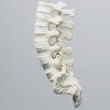 [과학쌤이오] 인체 골격 Sawbones 요추 모형 1352-72