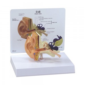 [과학쌤이오] 인체 기관 교육 상담 귀 모형 G225