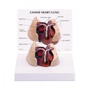 [과학쌤이오] 동물 진료 상담 개 심장 폐 모형 G9151