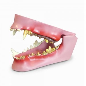 [과학쌤이오] 동물 진료 상담 개 치아 모형 G9195