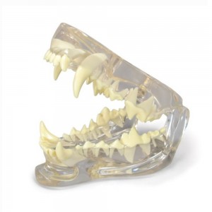 [과학쌤이오] 동물 진료 상담 개 치아 모형 G9196