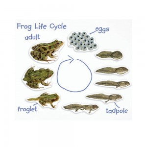 [프리스쿨쌤이오] STEAM 생물 수업 자석 개구리 일생 모형