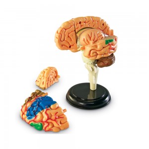 [프리스쿨쌤이오] STEAM 학습준비 교구 해부 모델 모형 뇌