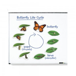 [프리스쿨쌤이오] STEAM 생물 학습 교구 나비의 일생 모형
