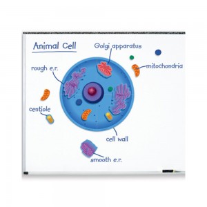 [프리스쿨쌤이오] STEAM 생물 학습 교구 자석 동물 세포