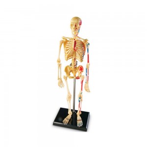 [프리스쿨쌤이오] STEAM 생물 학습 교구 해부 모형 뼈대